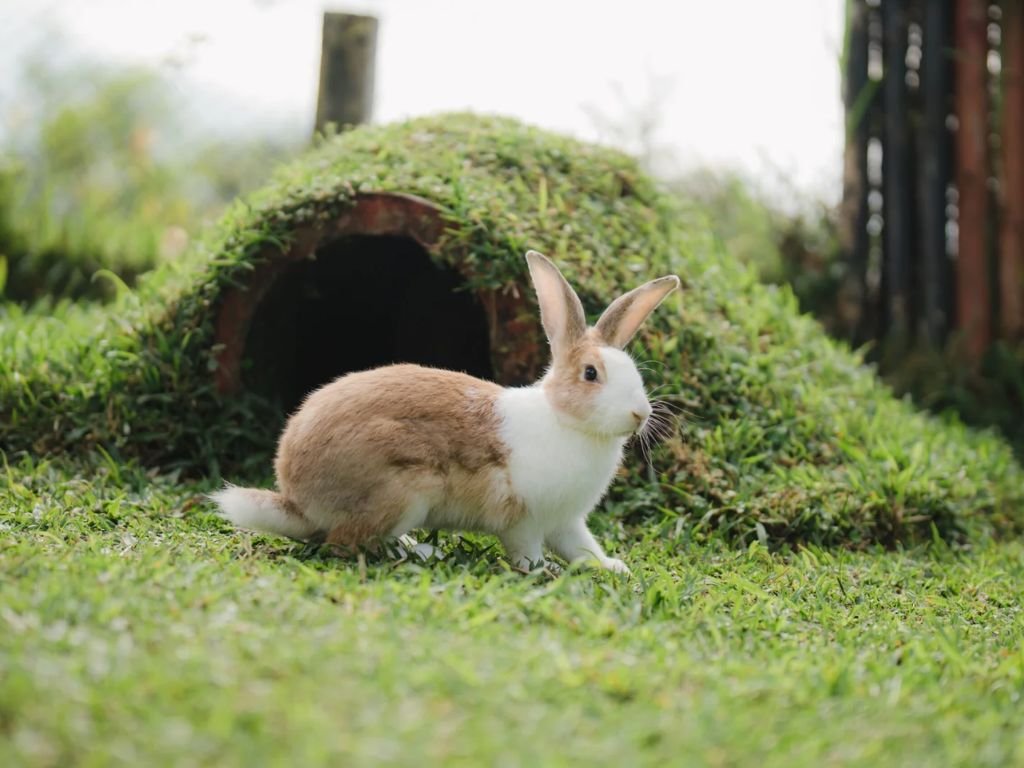 Rabbit Garden