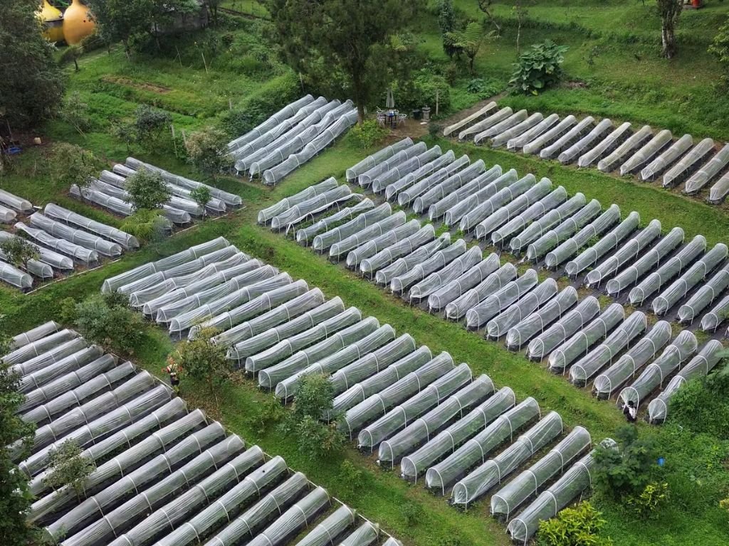 Strawberry & Guava Farm
